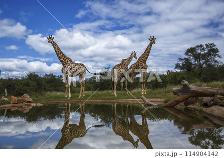 Giraffe in Kruger National park, South Africa Giraffe in Kruger National park, South Africa 114904142