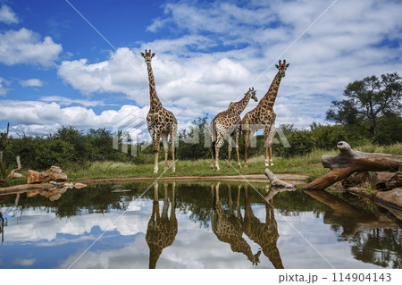 Giraffe in Kruger National park, South Africa Giraffe in Kruger National park, South Africa 114904143