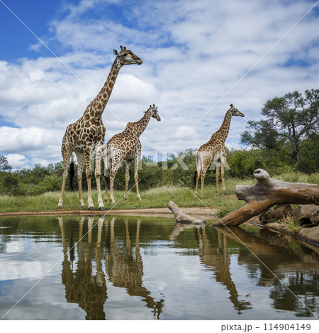 Giraffe in Kruger National park, South Africa Giraffe in Kruger National park, South Africa 114904149