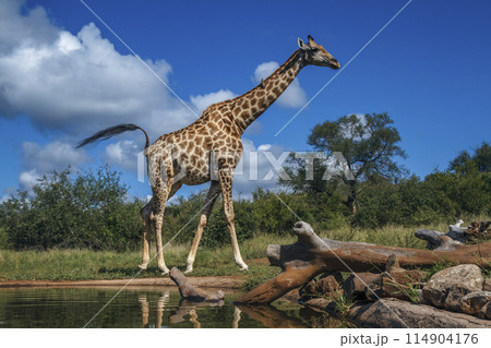 Giraffe in Kruger National park, South Africa 114904176