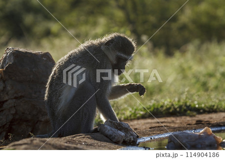 Vervet monkey in Kruger National park, South Africa Vervet monkey in Kruger National park, South Africa 114904186