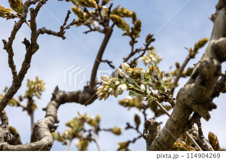 藤の花の蕾 114904269