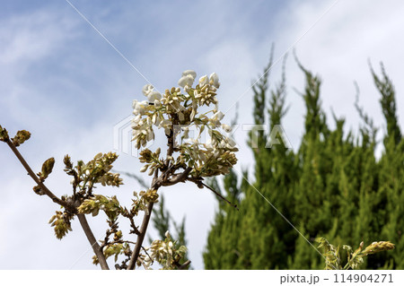 藤の花の蕾 藤の花の蕾 114904271