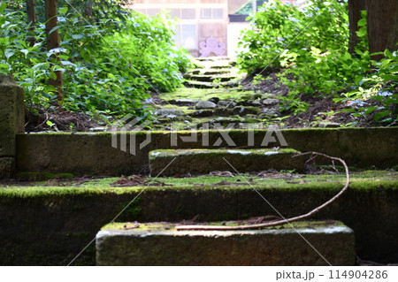 六月の苔の生えた階段の先に見える瑞龍院の建物 114904286