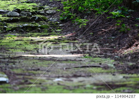 湿っている苔の生えた土が続いている瑞龍院内の道 114904287