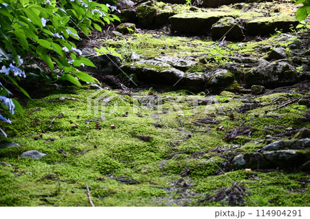 苔の絨毯に覆われた瑞龍院の参道 114904291