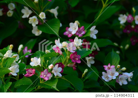 ハコネウツギ（箱根空木)　ベニウツギ 114904311