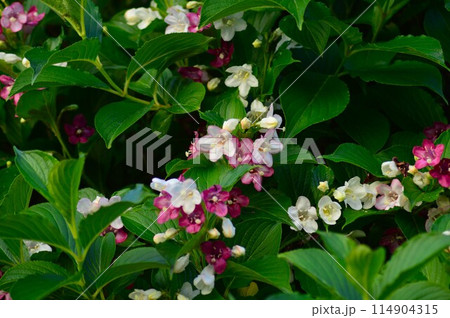 ハコネウツギ（箱根空木)　ベニウツギ 114904315