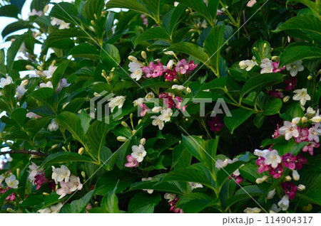 ハコネウツギ（箱根空木)　ベニウツギ 114904317