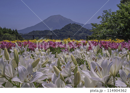 カラフルなゆり畑と大山 114904362