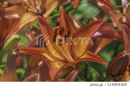 美しい百合の花 美しい百合の花 114904369