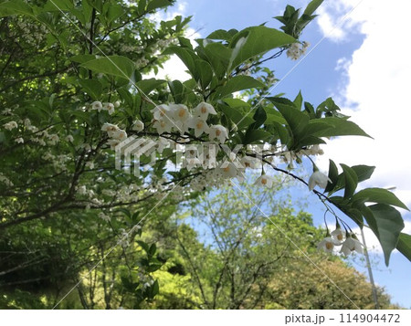 青空の下のエゴノキ 114904472