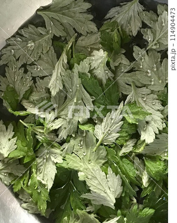 水に浸したヨモギ 114904473
