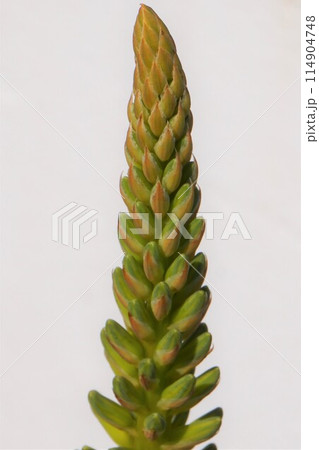 アロエベラ 花 鑑賞 栽培 アロエベラ 花 鑑賞 栽培 114904748