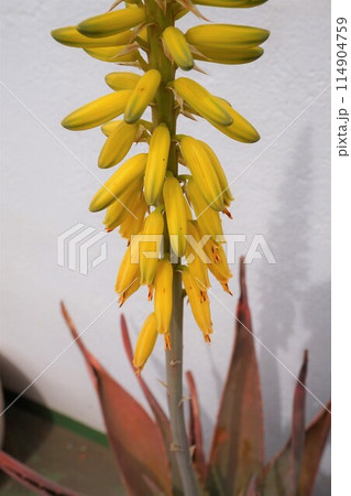アロエベラ 花 鑑賞 栽培 アロエベラ 花 鑑賞 栽培 114904759