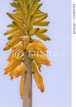 アロエベラ　花　鑑賞　栽培　 114904762