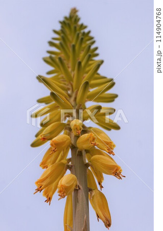 アロエベラ　花　鑑賞　栽培　 114904768