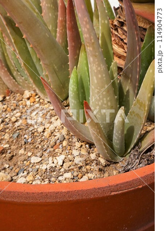 アロエベラ 花 鑑賞 栽培 アロエベラ 花 鑑賞 栽培 114904773