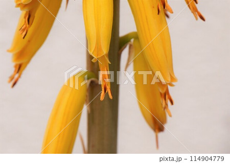 アロエベラ　花　鑑賞　栽培　 114904779