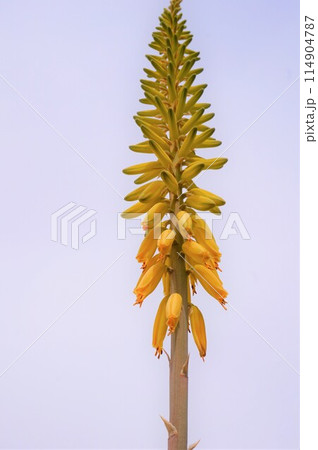 アロエベラ 花 鑑賞 栽培 アロエベラ 花 鑑賞 栽培 114904787
