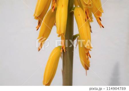 アロエベラ　花　鑑賞　栽培　 114904789