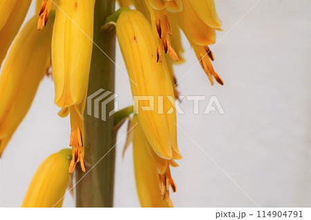 アロエベラ　花　鑑賞　栽培　 114904791