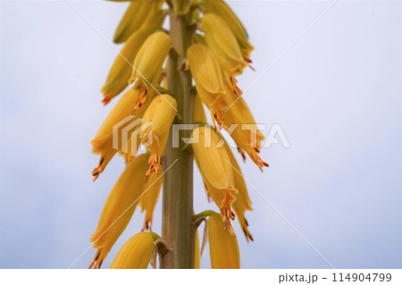 アロエベラ　花　鑑賞　栽培　 114904799
