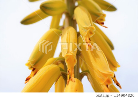 アロエベラ　花　鑑賞　栽培　 114904820