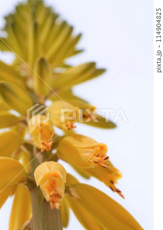 アロエベラ　花　鑑賞　栽培　 114904825