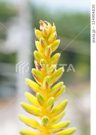 アロエベラ　花　鑑賞　栽培　 114904830