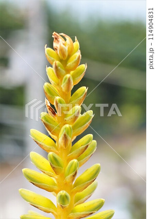 アロエベラ 花 鑑賞 栽培 アロエベラ 花 鑑賞 栽培 114904831