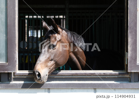 窓から顔を出した馬 窓から顔を出した馬 114904931