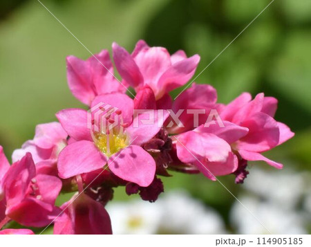 赤いソバが咲いた 114905185