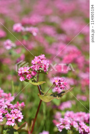 赤ソバが咲いた 114905194