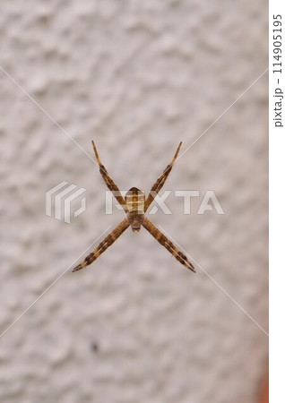 コガタコガネグモ 小型黄金蜘蛛 コガタコガネグモ 小型黄金蜘蛛 114905195