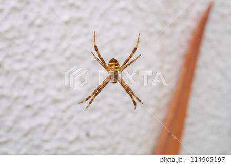 コガタコガネグモ　小型黄金蜘蛛 114905197