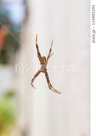 コガタコガネグモ 小型黄金蜘蛛 コガタコガネグモ 小型黄金蜘蛛 114905205