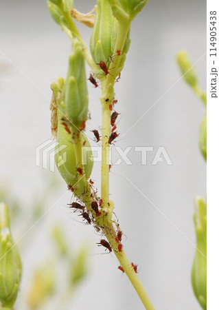 アブラムシ　油虫　カメムシ目 114905438