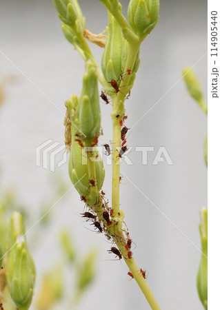 アブラムシ　油虫　カメムシ目 114905440