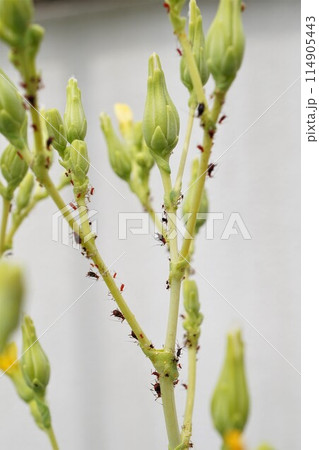 アブラムシ　油虫　カメムシ目 114905443