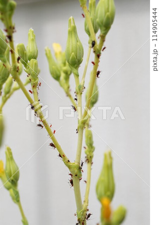 アブラムシ　油虫　カメムシ目 114905444