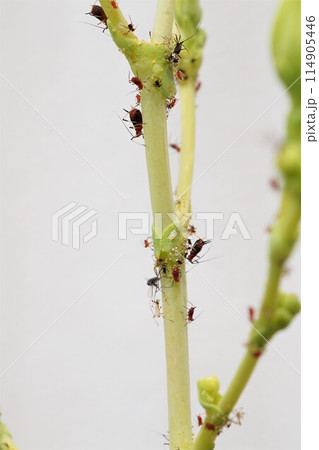 アブラムシ　油虫　カメムシ目 114905446
