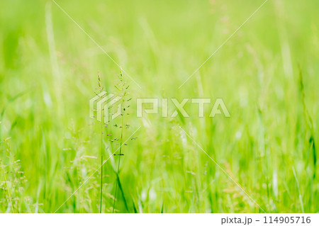 風に揺れる草 風に揺れる草 114905716