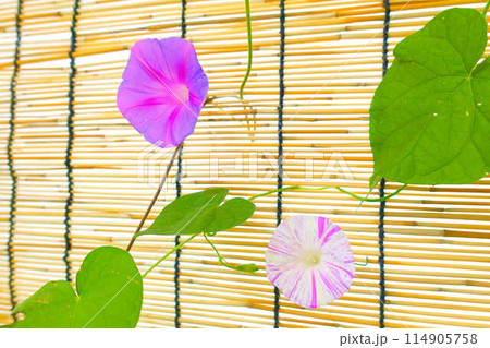 アサガオ 朝顔 あさがお アサガオ 朝顔 あさがお 114905758