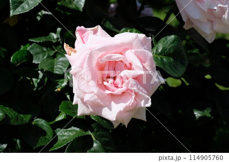 ピンク色のバラ　「プロミス」 114905760