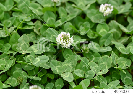 シロツメクサ 114905888