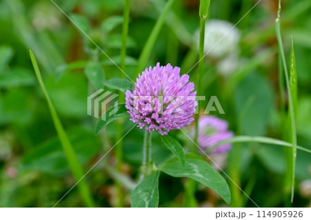 ムラサキツメクサ ムラサキツメクサ 114905926