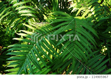 Abstract green tropical leaves nature background 114905967