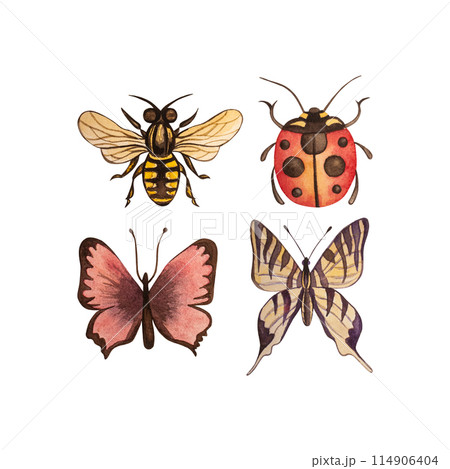 Butterfly, bee, ladybug, beetle, bug, insects, wasp. The illustration is drawn in watercolor on a white background. For decorating accessories for gardeners and country houses, printing products. 114906404