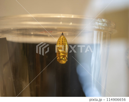 黄金のサナギ 114906656